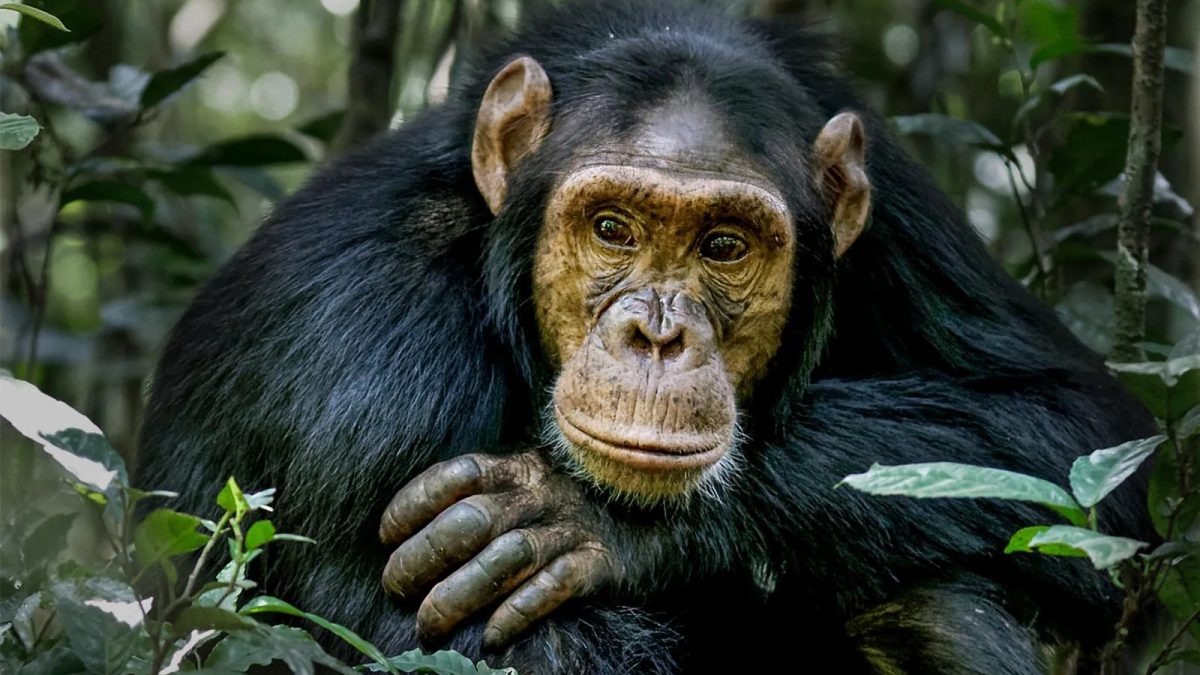 Chimpanzee Tracking Uganda