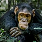 Chimpanzee Tracking Uganda