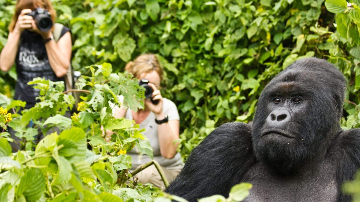 Bwindi Gorilla Watching Experience