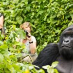 Bwindi Gorilla Watching Experience