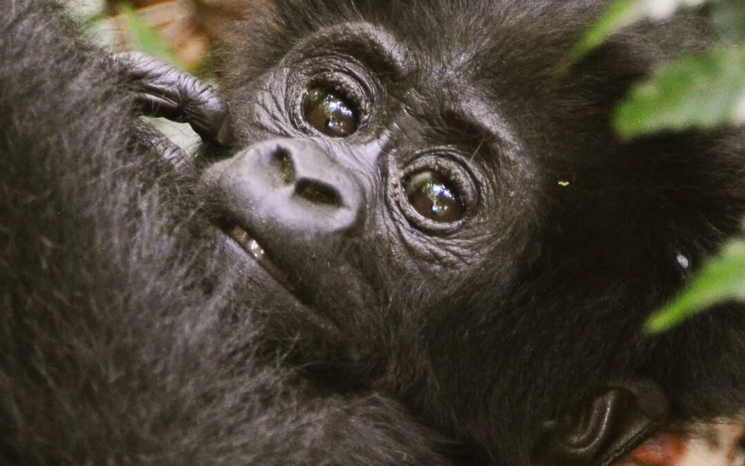 Gorilla Trekking Difficulty Uganda
