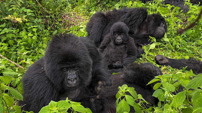 The Great Apes