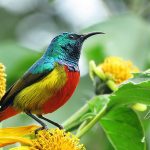 Birds of Nyungwe National Park