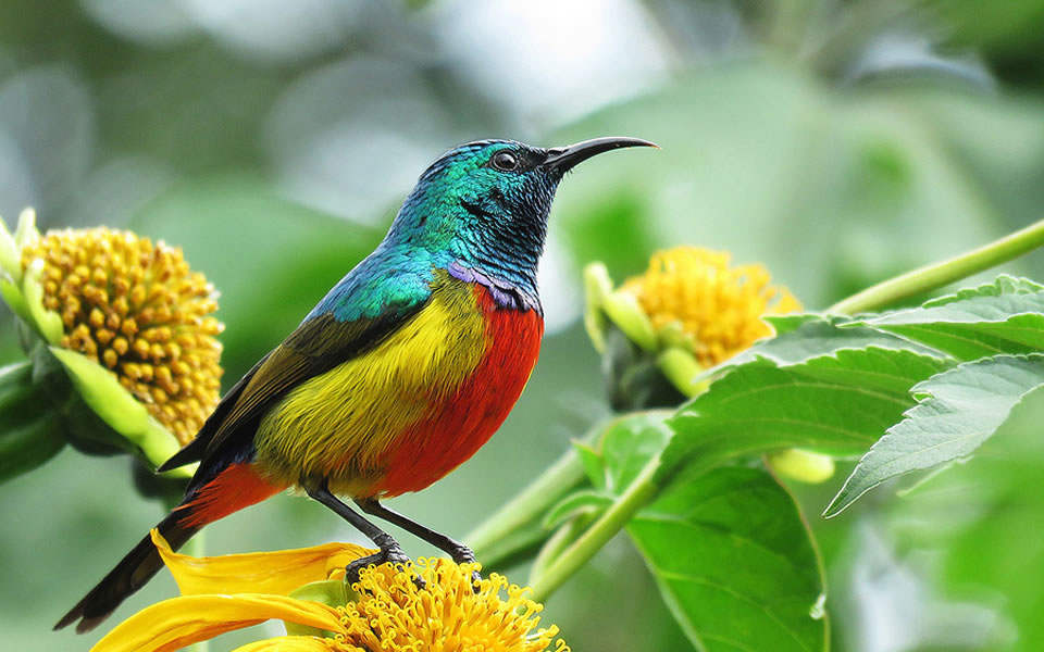 Birds of Nyungwe National Park
