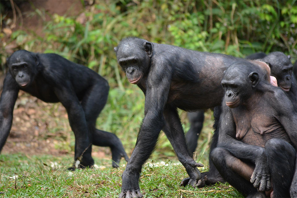 Bonobo at Loya ya Bonobo in Democratic Republic of Congo