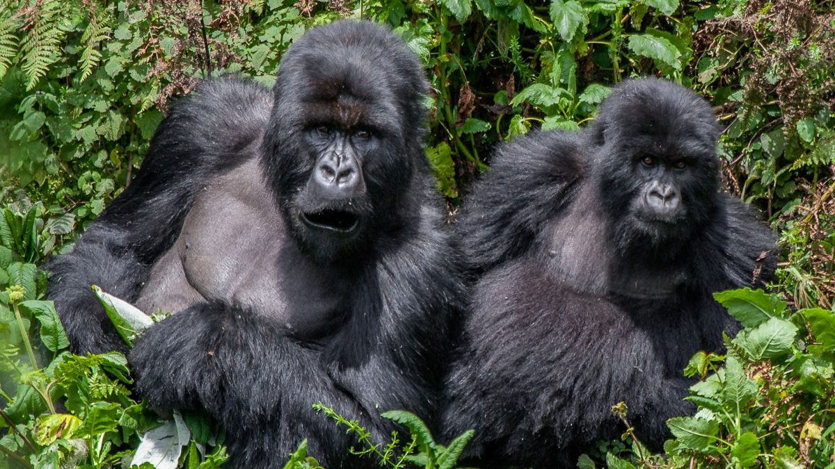 Do Gorillas Attack Humans During Gorilla Trekking?