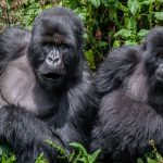 Do Gorillas Attack Humans During Gorilla Trekking?