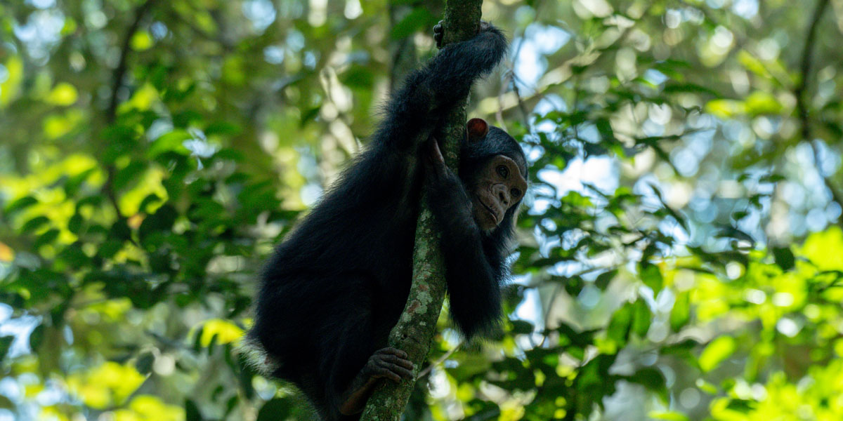 Buraiga Chimpanzee Community: A New Chimpanzee community in Kibale