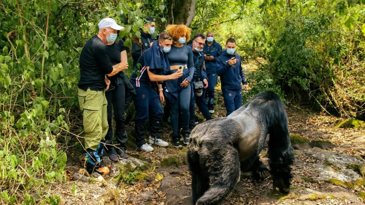 How hard is Gorilla trekking in Rwanda?