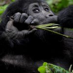 Gorilla trekking Price: How much is gorilla trekking?