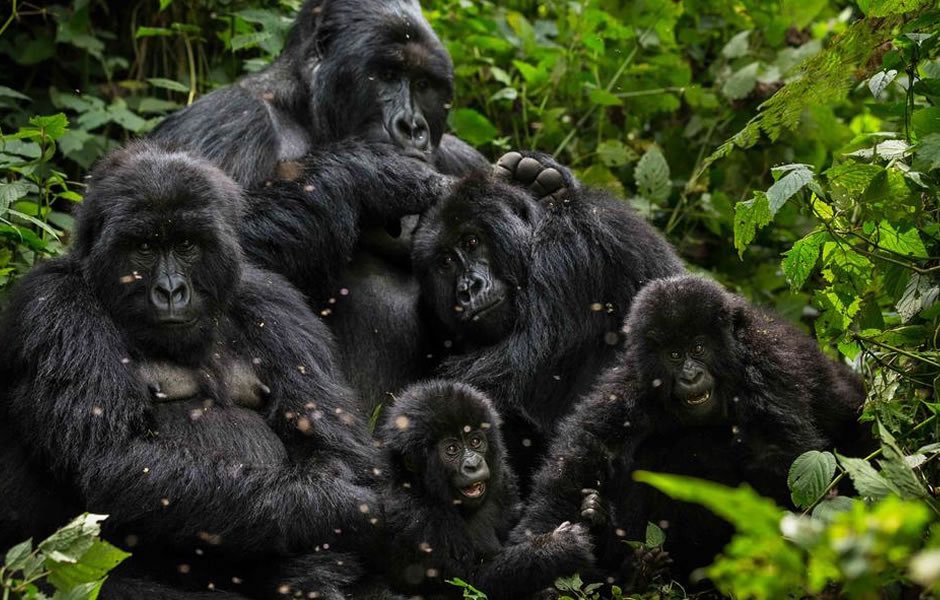 Gorilla Trekking: Transforming Lives of Porters in Bwindi Impenetrable Forest