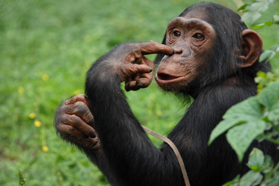 Chimpanzee trekking in Kalinzu forest