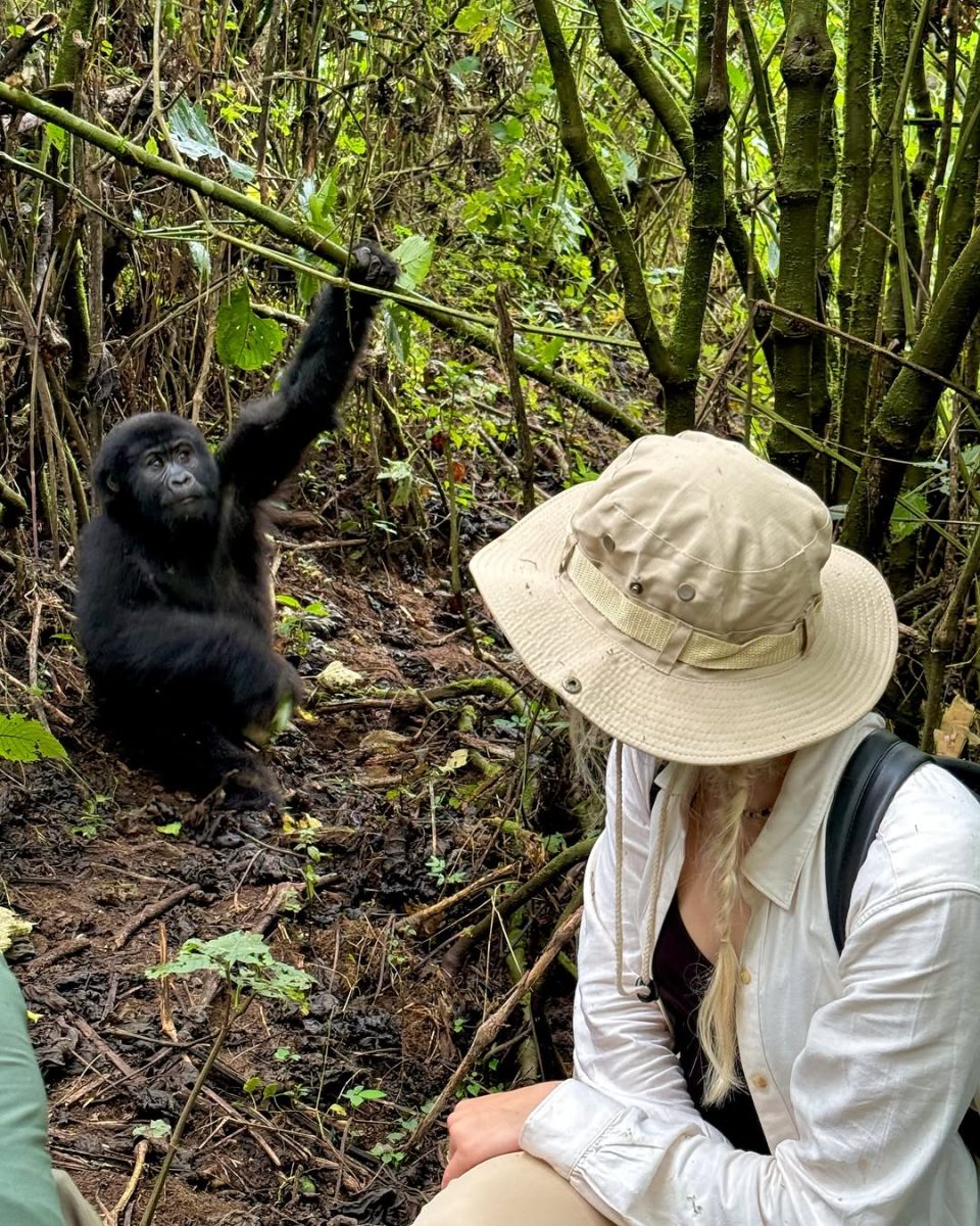 Gorilla Trekking & Wildlife Safaris