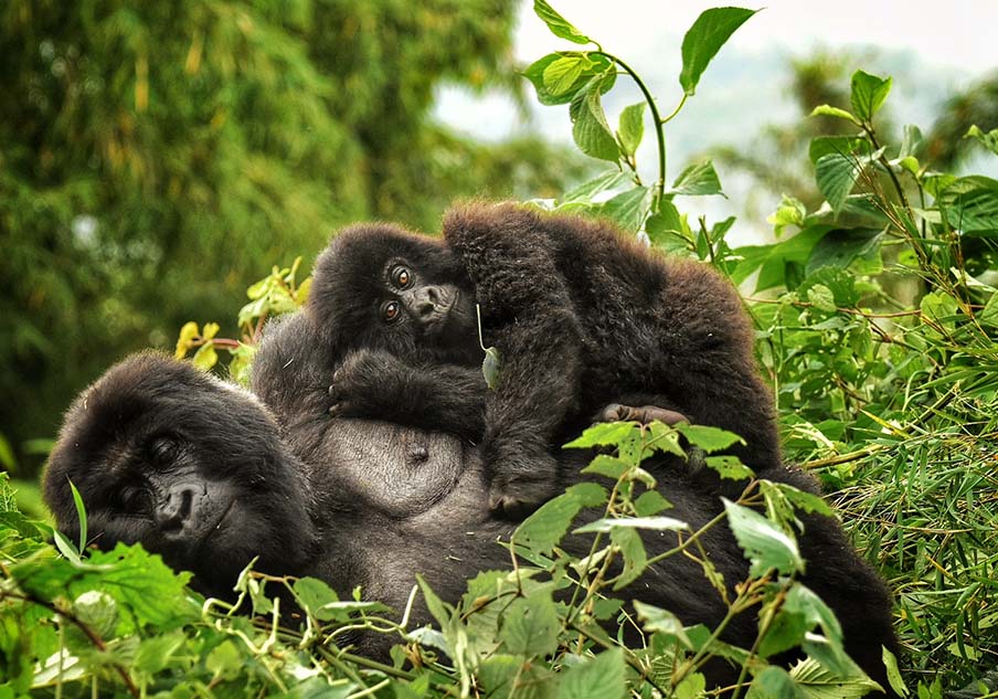 Gorilla trekking Uganda Rwanda