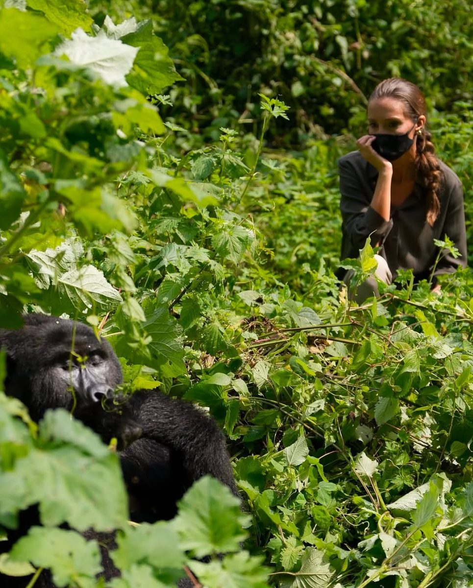 Wildlife Safaris