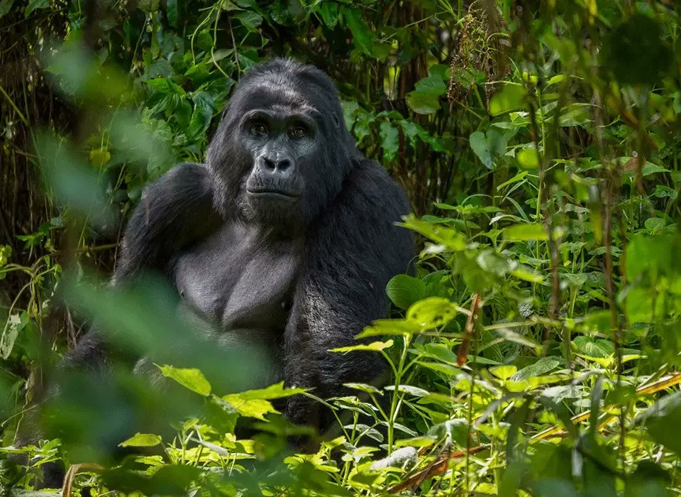 Gorilla trekking Uganda Rwanda