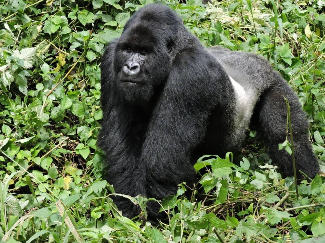 Gorilla trekking Uganda Rwanda