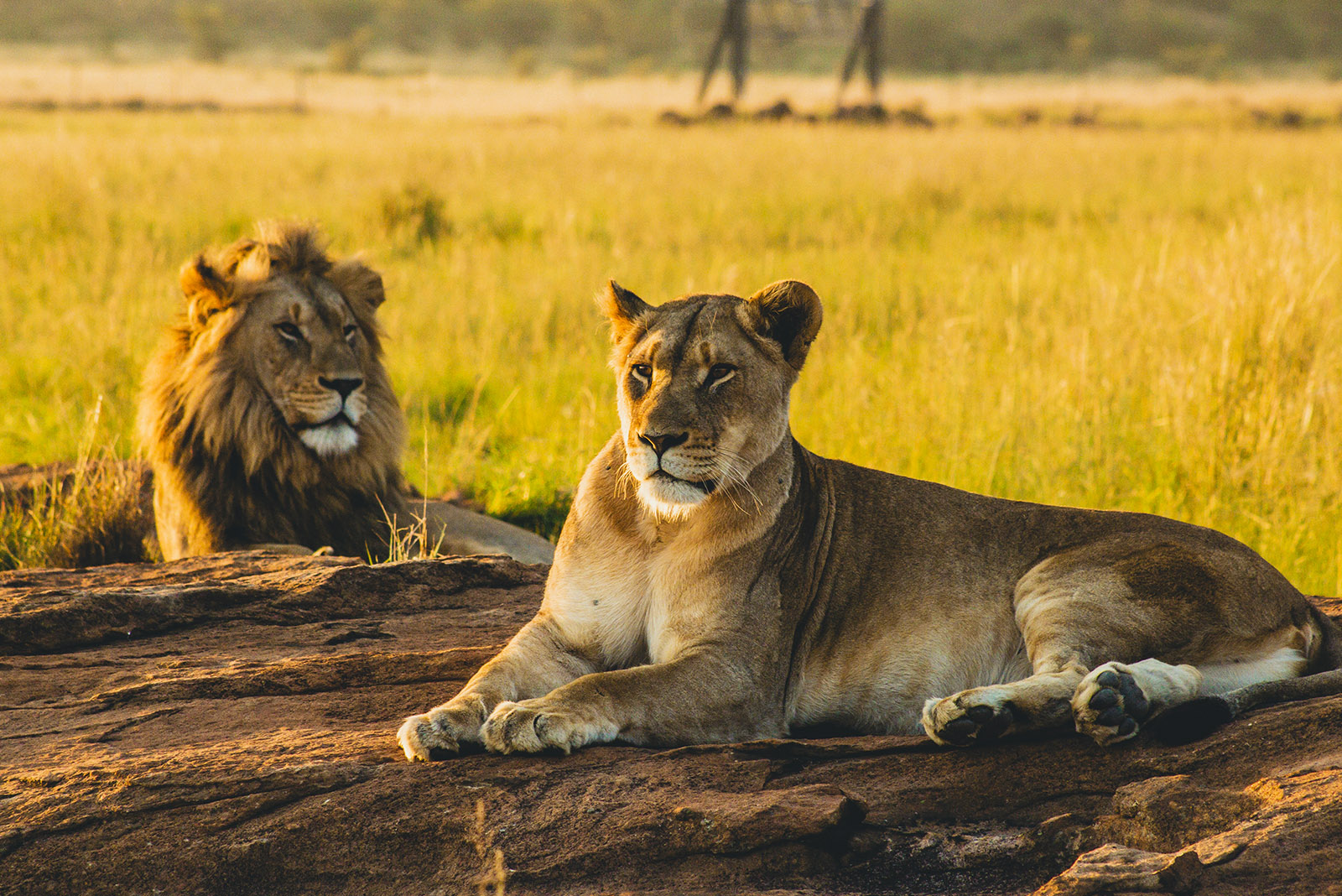 Big 4 game drive safari in Queen Elizabeth national park