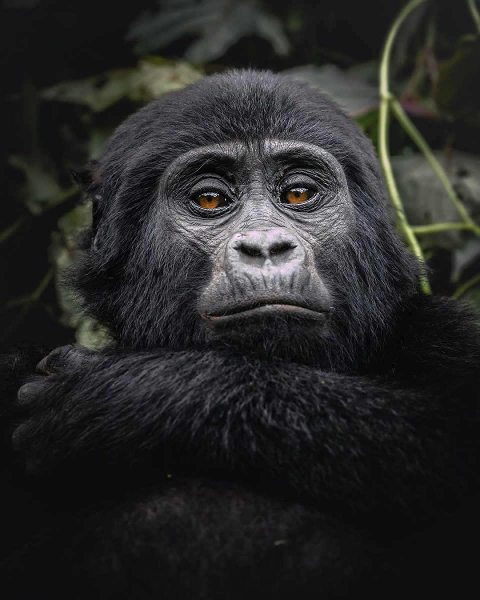 Gorilla trekking in Rwanda
