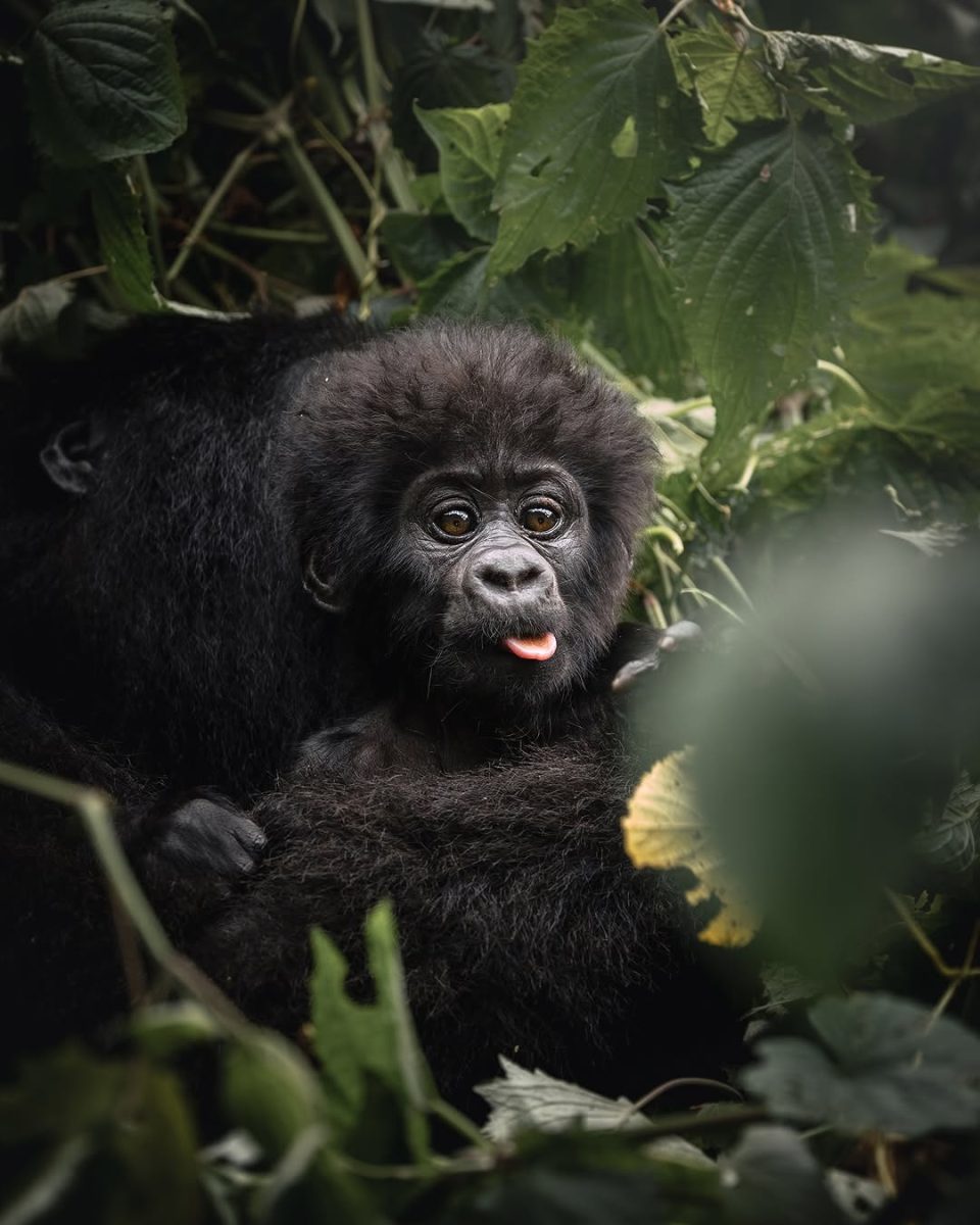 Luxury Gorilla Safaris