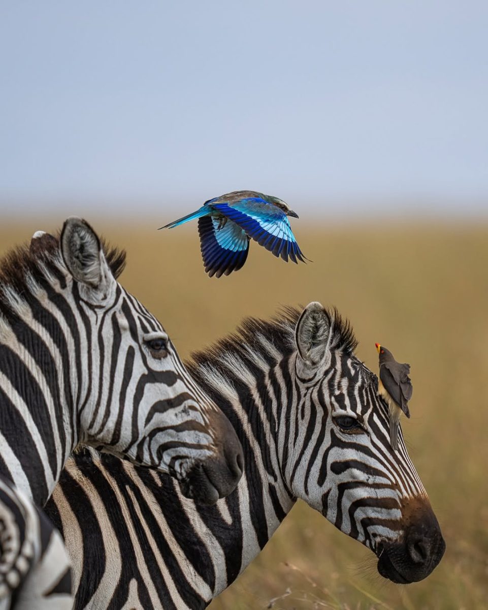 Bird watching safaris
