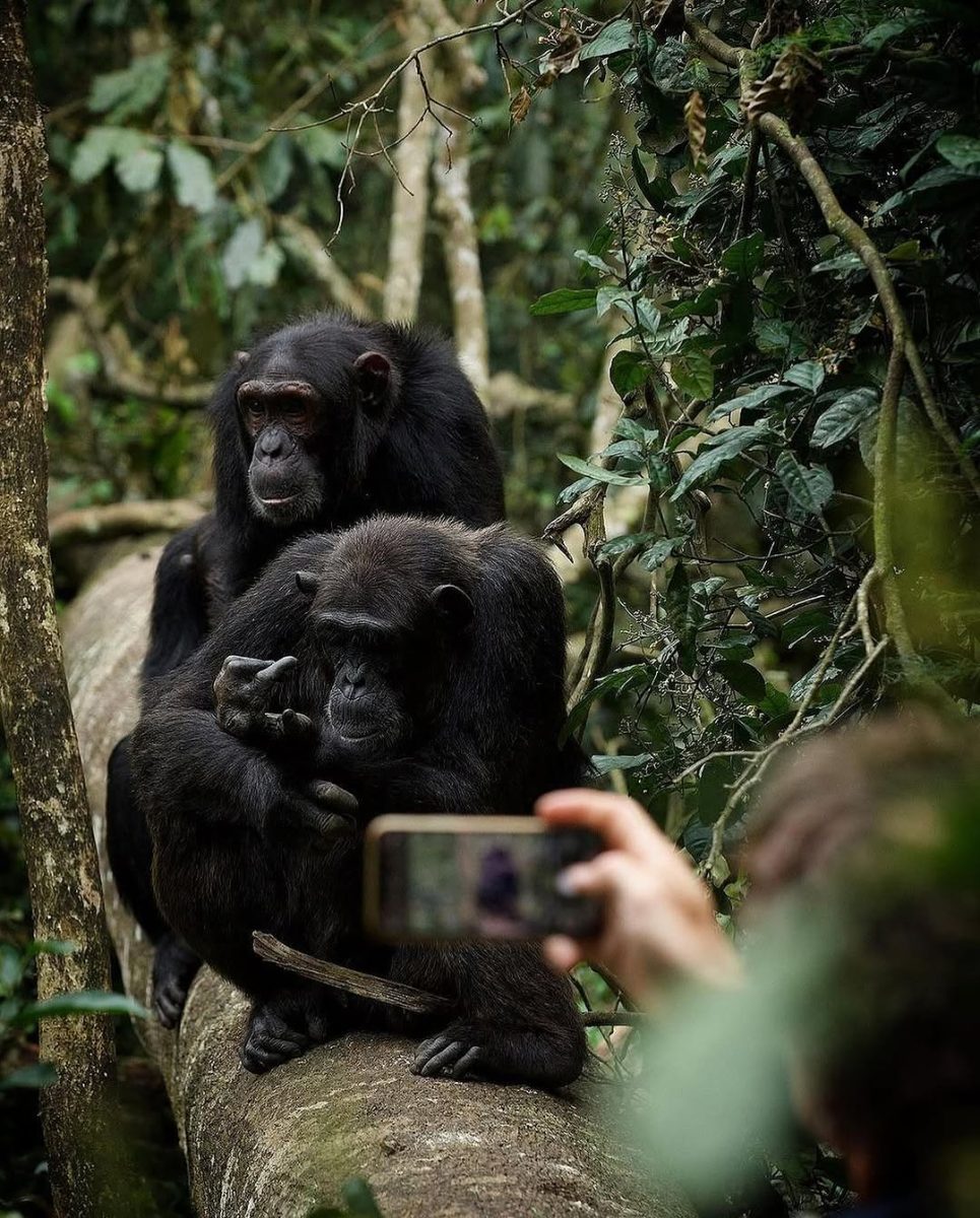 Chimpanzee trekking
