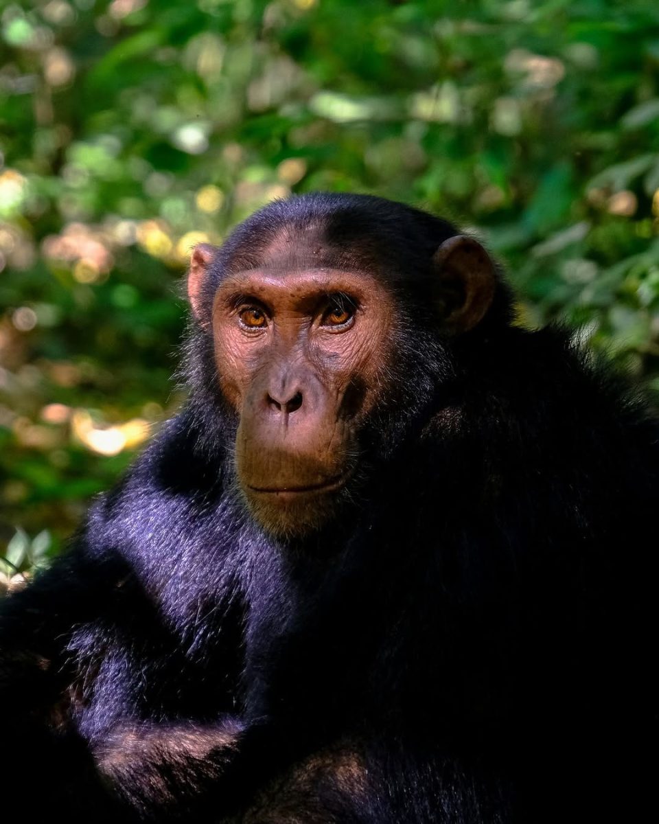 Alpha male Chimpanzee