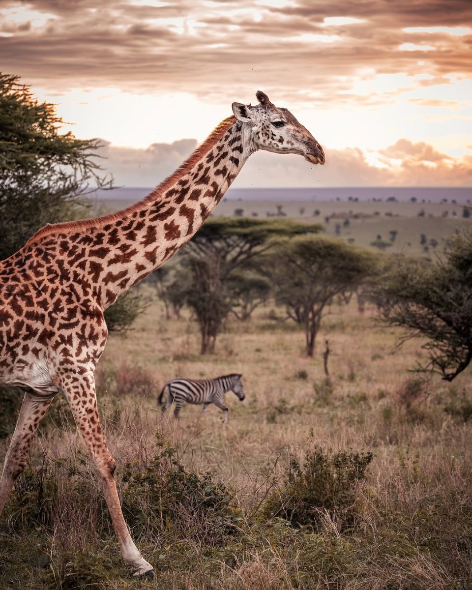Game drive safaris in Uganda