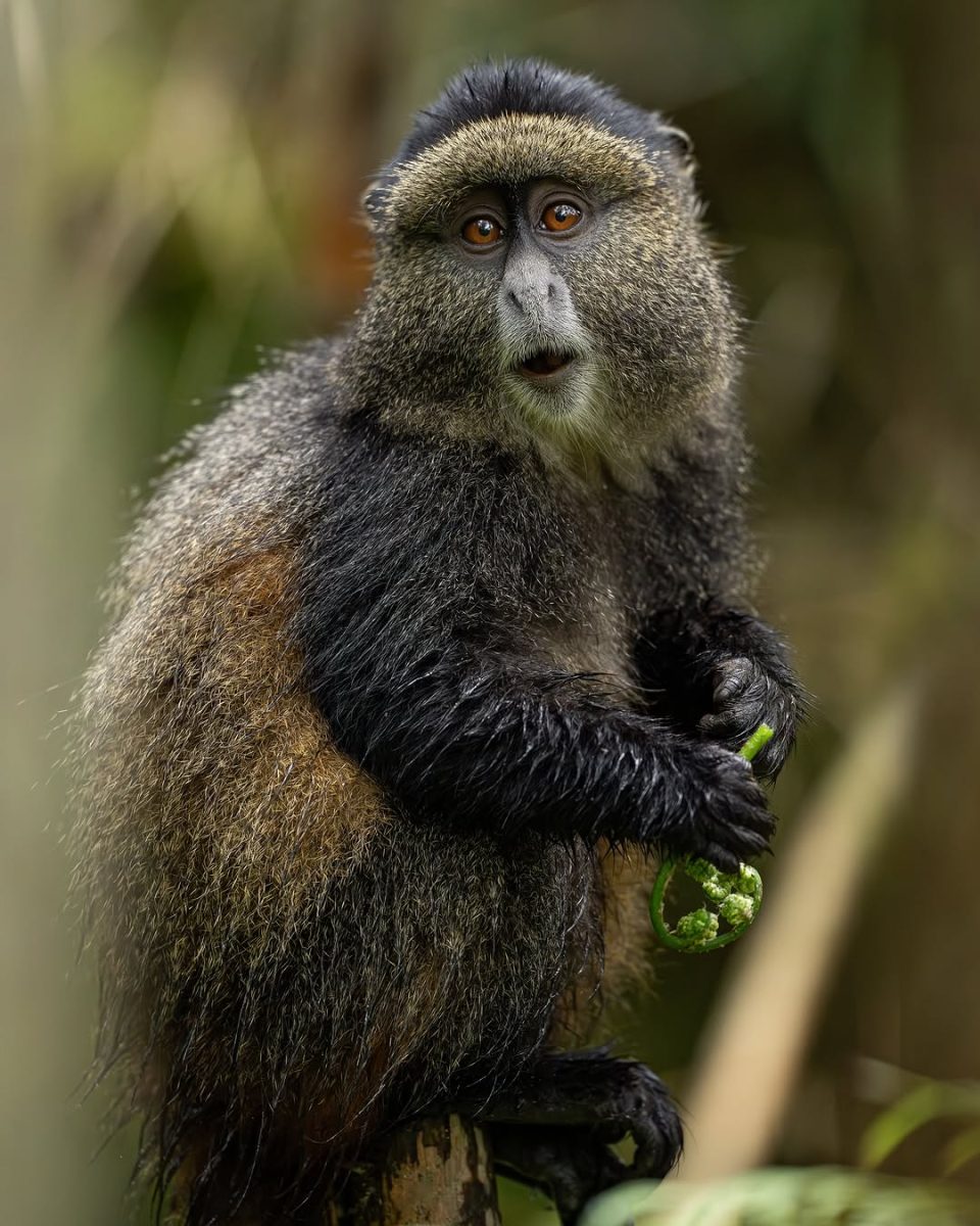 Golden monkey