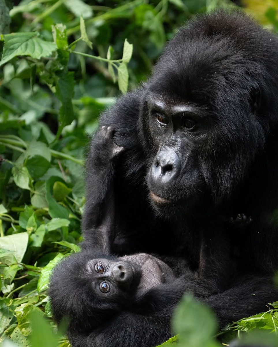 Mountain Gorilla and Baby