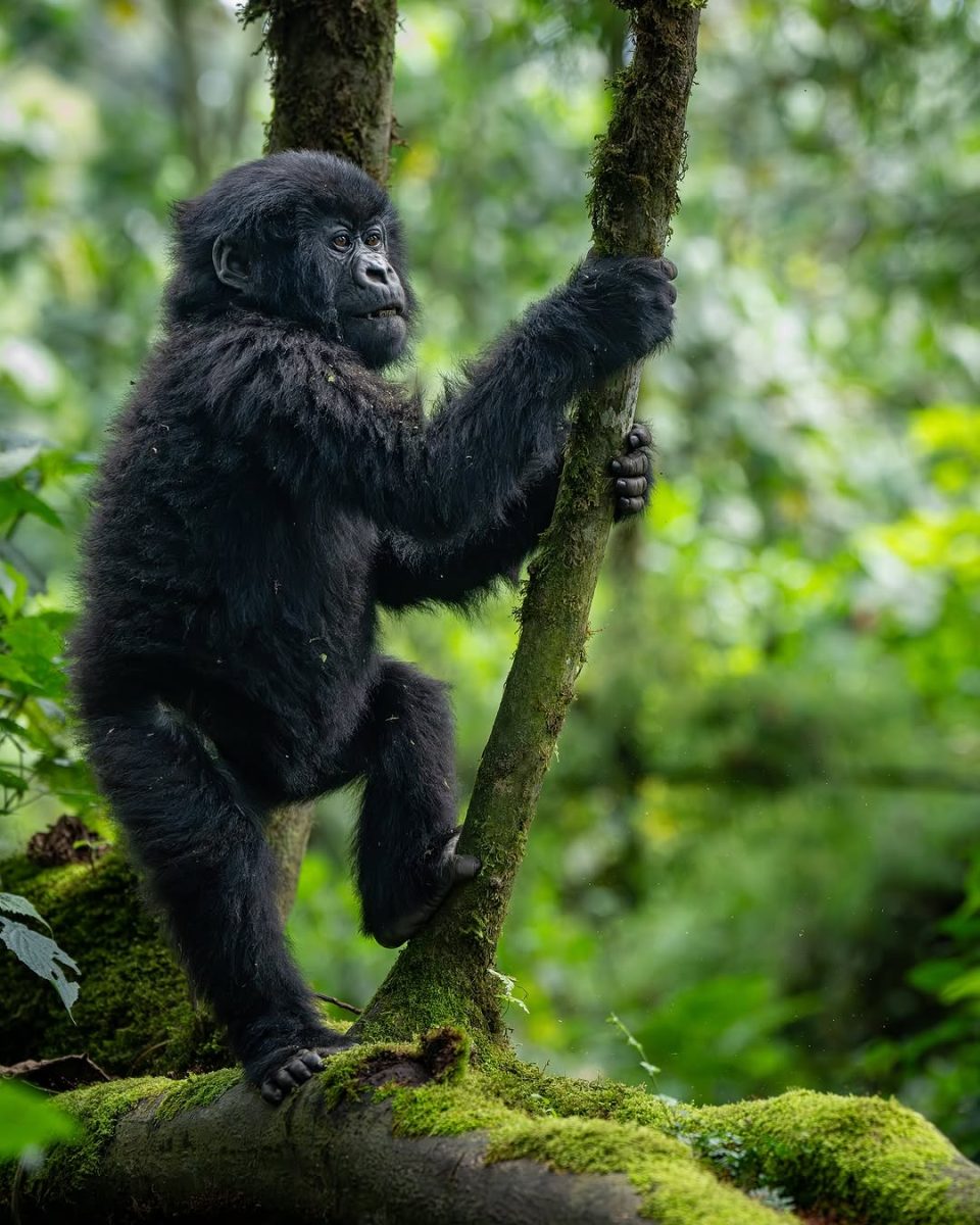 Umubano Gorilla Family