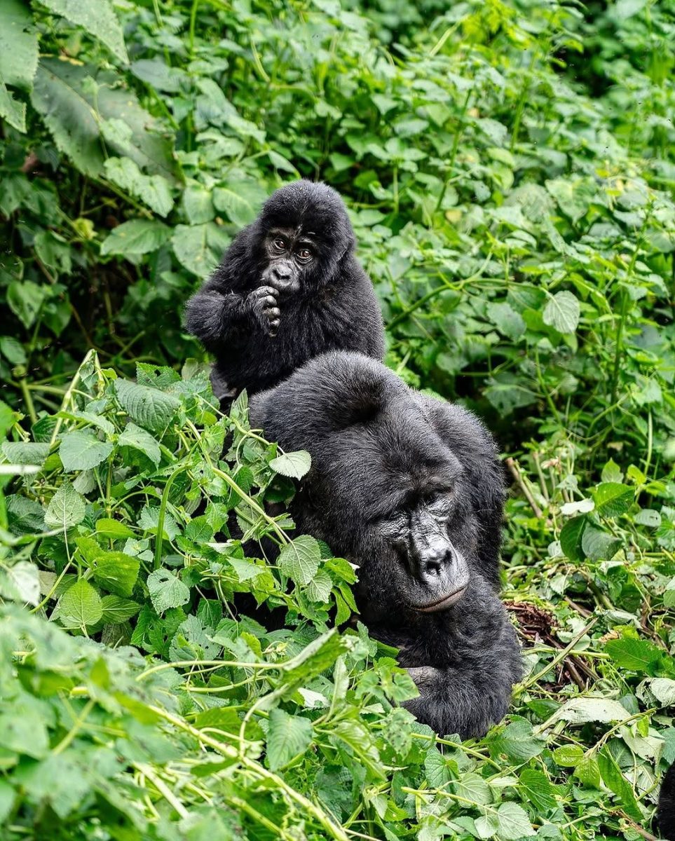Kwitonda Gorilla Family
