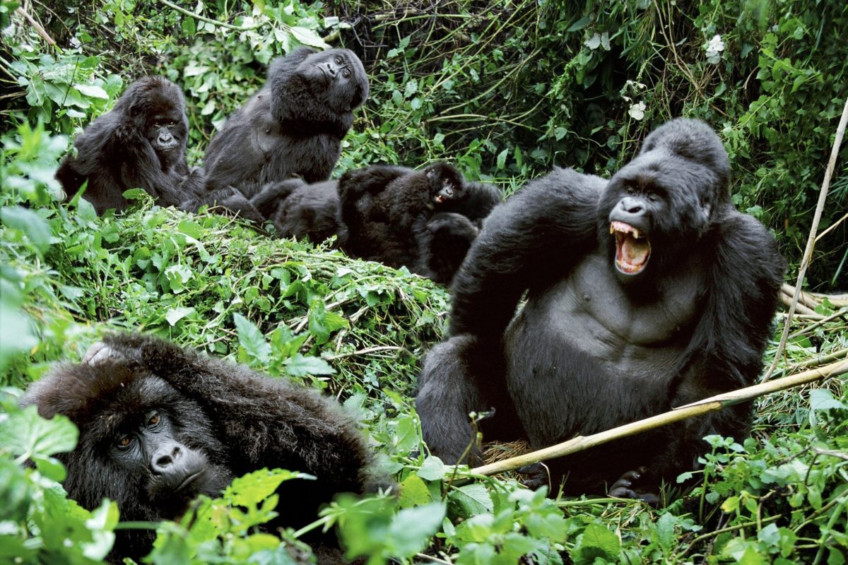 Ugende Gorilla Family