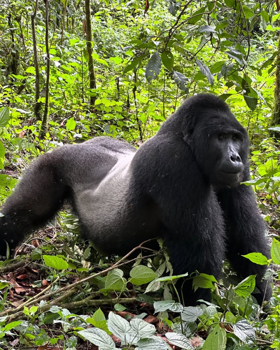 Umubano Gorilla Family