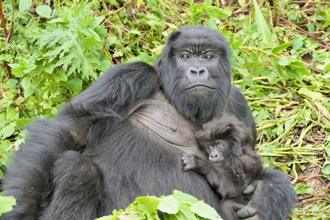 Bwindi Impenetrable Forest National Park