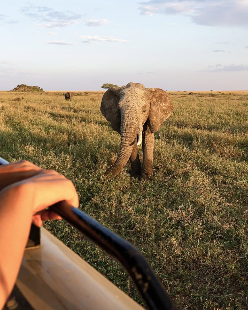 Big five safari