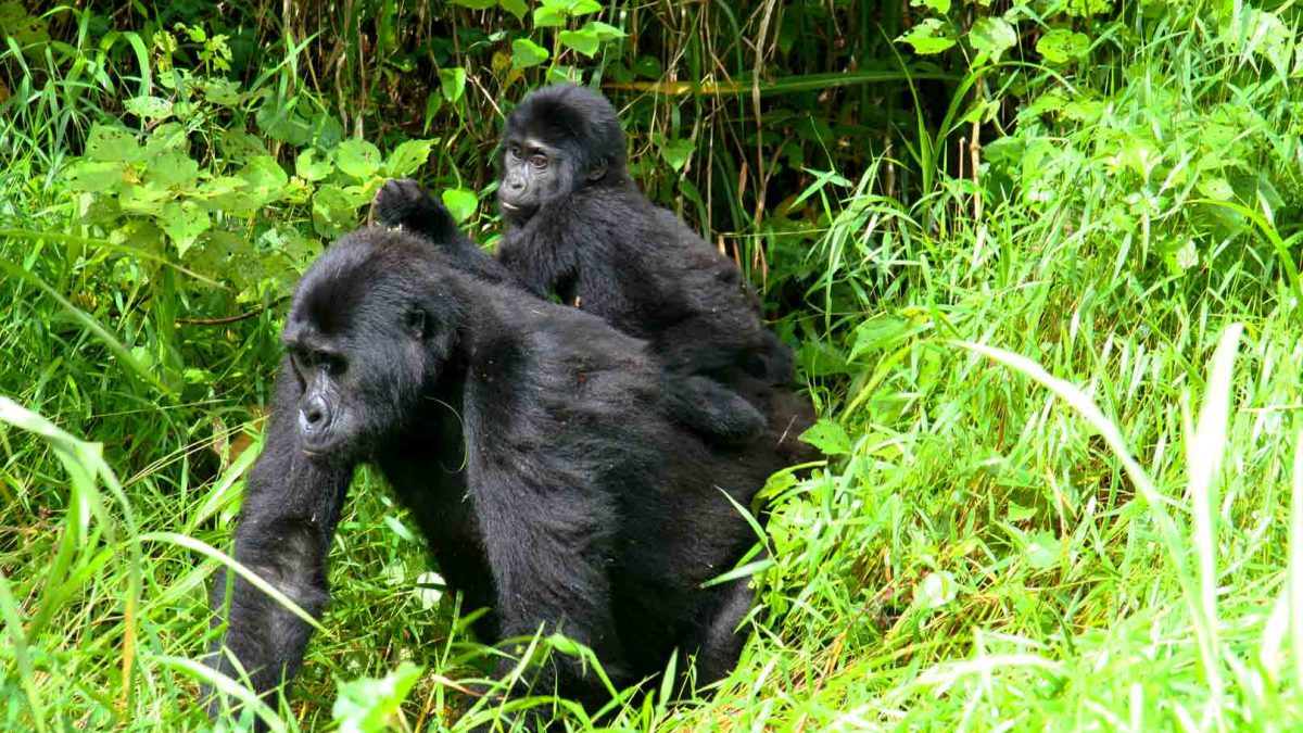 How long is Gorilla trekking?
