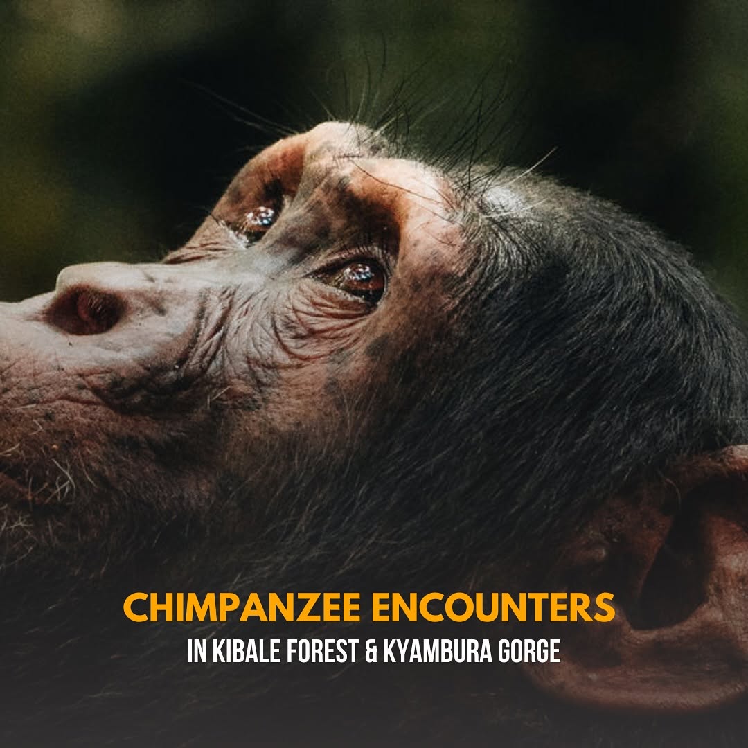 7 Compelling reasons to Visit Uganda