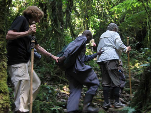 Gorilla trekking in Bwindi