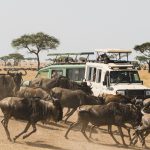 Packing for Serengeti wildebeest safari