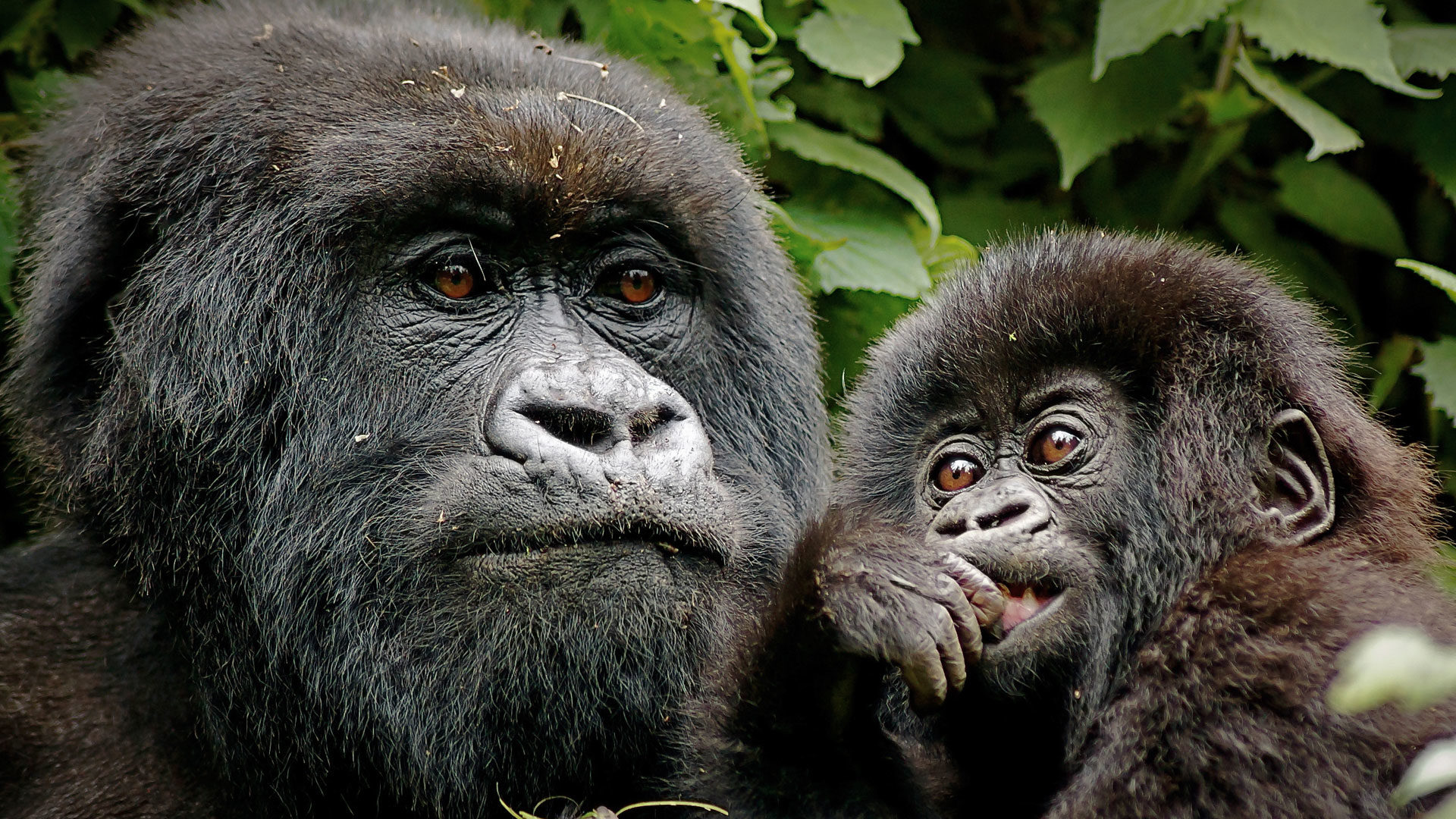 A mother gorilla and its baby