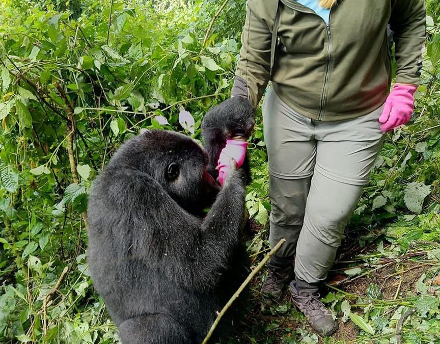 What to pack for Gorilla Trekking