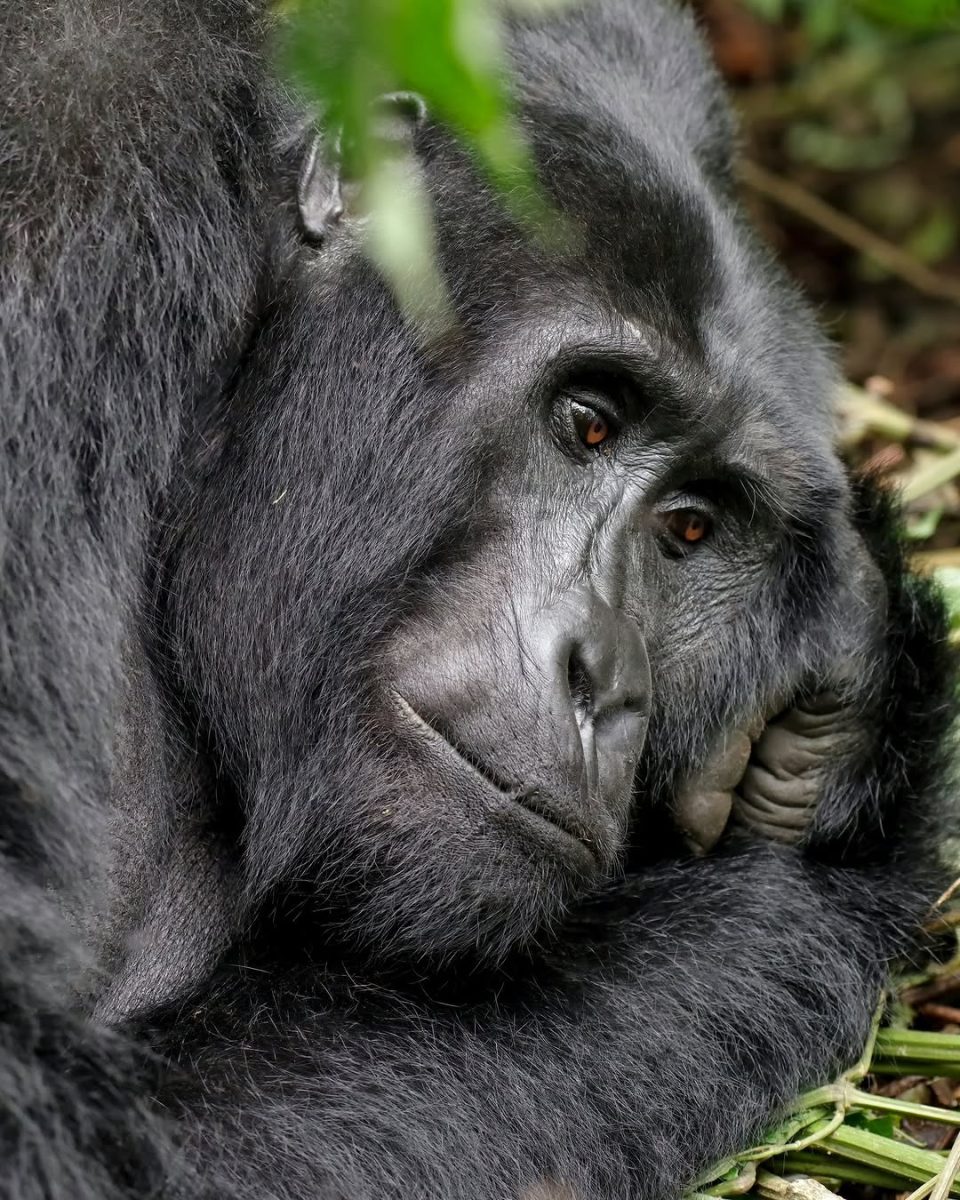 Luxury Gorilla Safaris