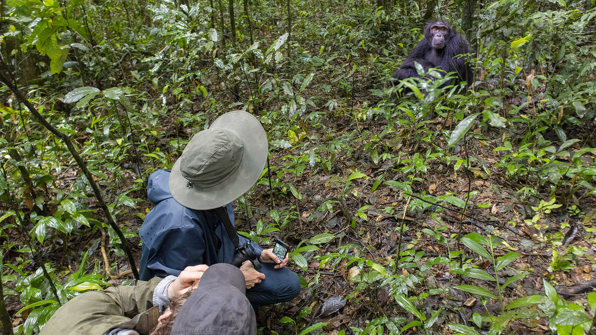 Gorilla Habituation Experience