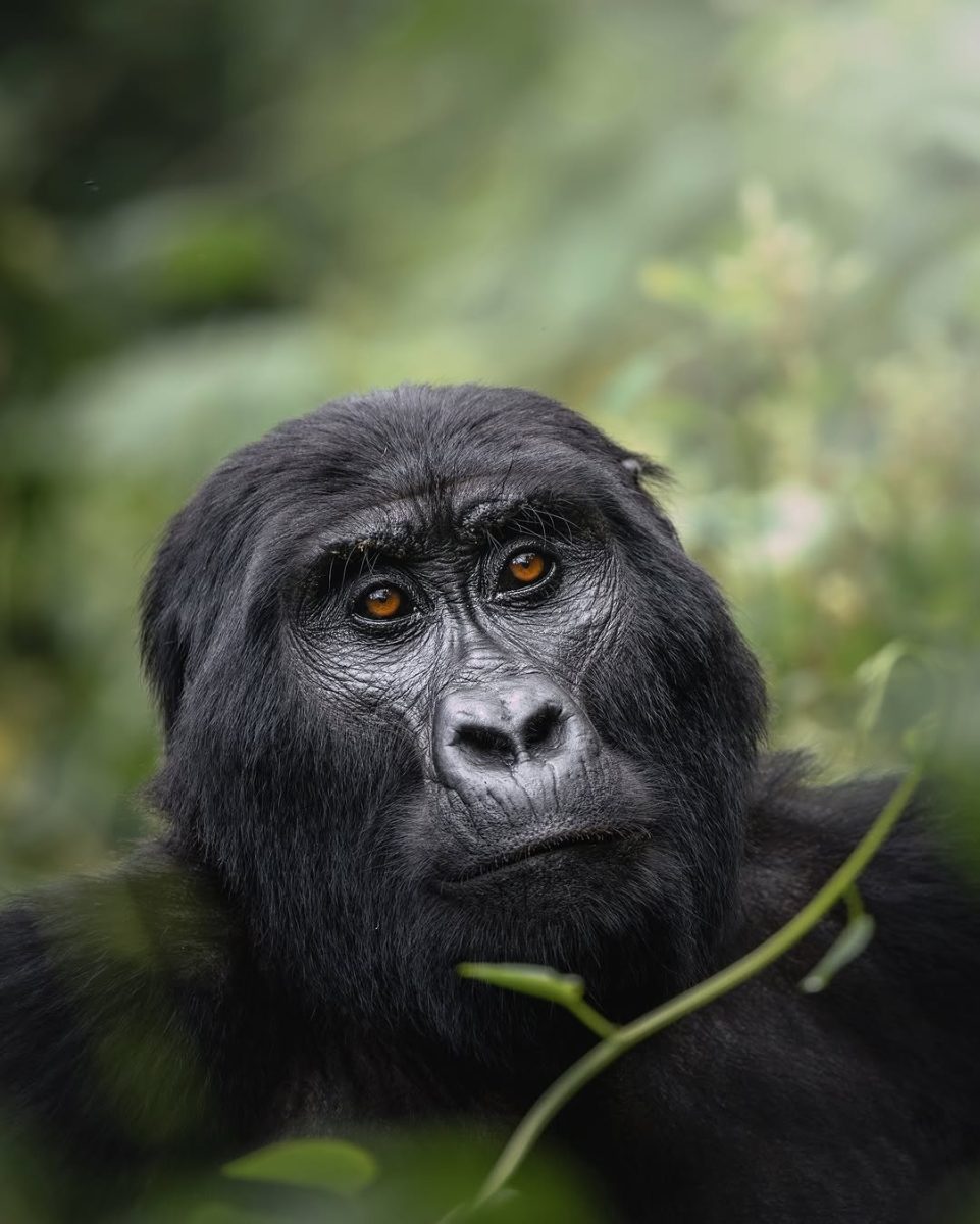 Silverback Gorilla on Gorilla trekking experience