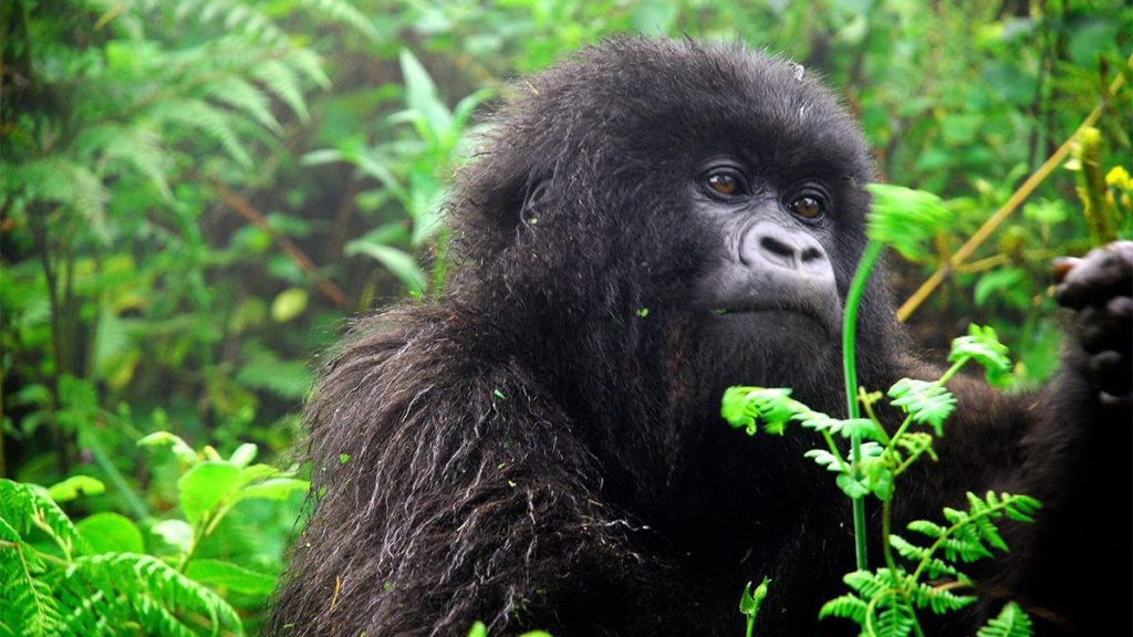 What do Gorillas Eat