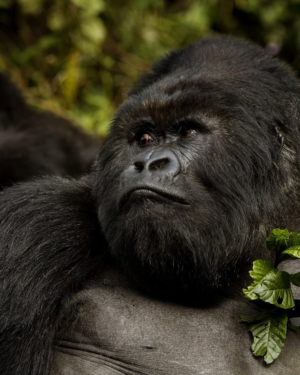 Face to face with the silverback Gorilla