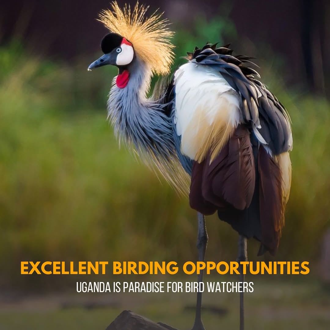 7 Compelling Reasons to Visit Uganda