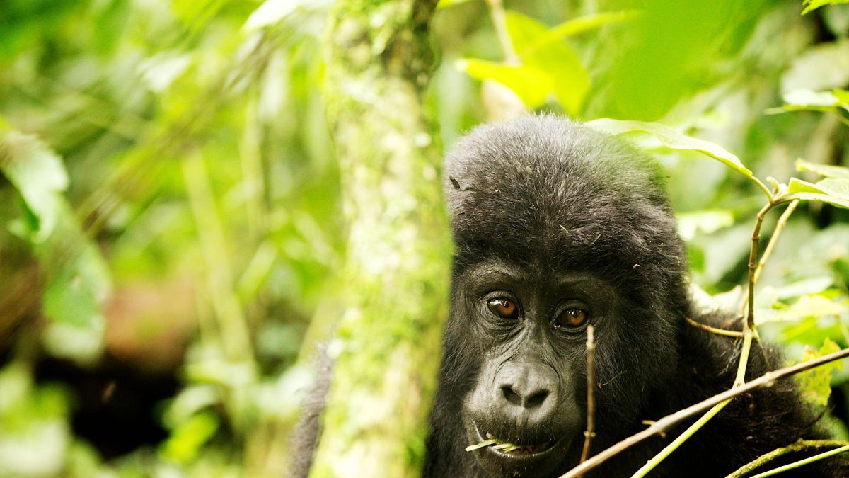 Wildlife in Bwindi impenetrable National park