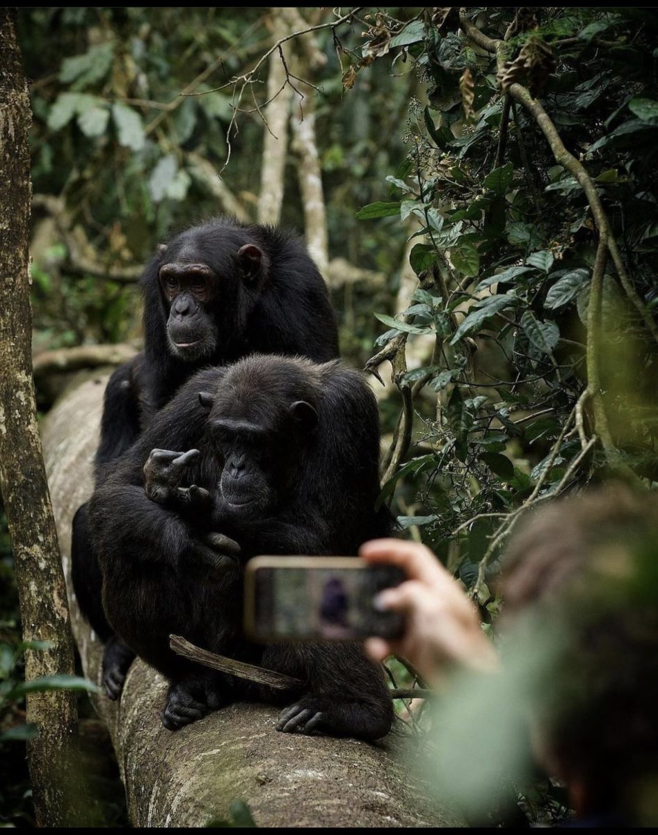 Gorillas Chimpanzees & Masai Mara Safari